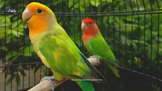Rosy Faced Lovebird Chirping Sounds Orange Faced Green Pied Red Headed Green Opaline  Rosy Faced Lovebird Chirping Sounds Orange Faced Green Pied Red Headed Green Opaline