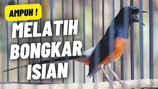 murai batu gacor full isian tembakan kasar sangat ampuh melatih murai batu bongkar isian