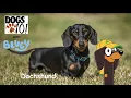 Dogs 101 with Bluey S1 E6 Dachshund with Snickers