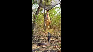 detik detik cobra makan ayam