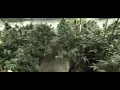 Amazon drops marijuana drug screening from select positions