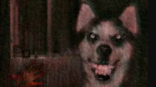 Where Did The "Smiledog" Image Come From?