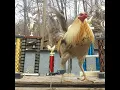 mountainsidebluegamefowl