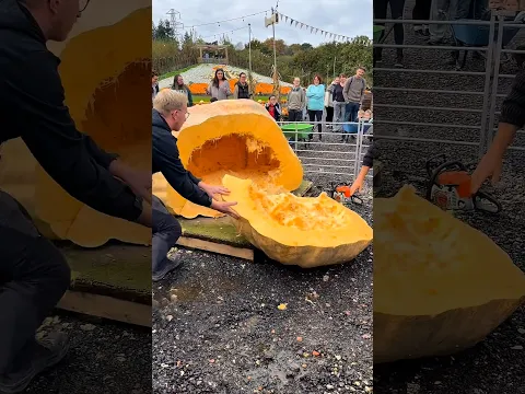 World Biggest Pumpkin 😳 #shorts