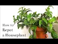 Download Lagu How to Repot a Houseplant