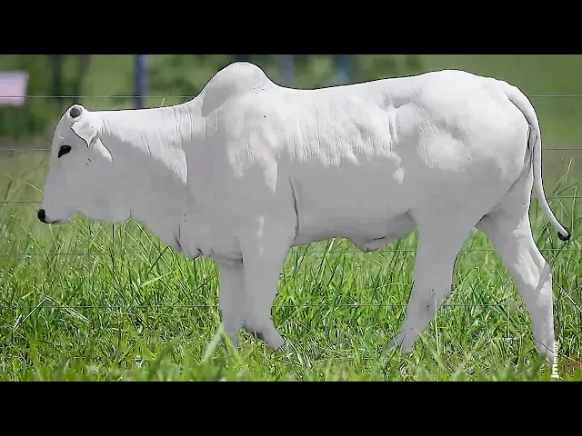 Novilha Nelore OCT - 326