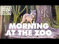 Download Lagu Morning at the Zoo | Animal White Noise, Animal Noises, Natures Music, Nature Sounds, Sleep Sounds