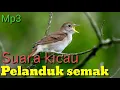 Download Lagu Mp3 kicau pelanduk semak.