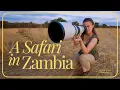 Download Lagu Dit was niet de safari die ik verwacht had...