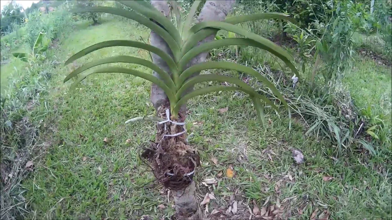 COMO PLANTAR ORQUÍDEA NO TRONCO DE ÁRVORES