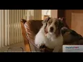 Simparica Trio - Triple Parasite Protection TV Commercial