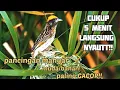Download Lagu Cukup 5 menit langsung gacor!!||pancingan manyar muda/bahan paling mantap dijamin langsung nyaut!!