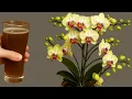 Download Lagu Schenk 1 kopje per week! Orchideeën maken direct nieuwe wortels en bloemen aan.
