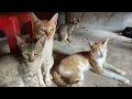 Download Lagu Cat