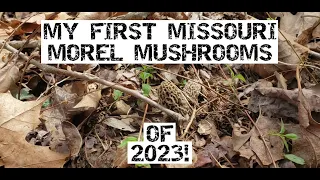 Finding My First Missouri Morel Mushrooms Of 2023