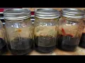 My secret to wood stains that pop