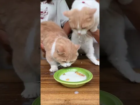 :靠你,我都赶不上热乎的! #小奶猫的成长日记 #万物可爱计划 #剪刀石头布 #猫咪