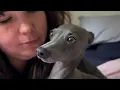 Download Lagu Dog hilariously tries to talk human