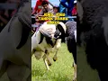 Download Lagu Tanduk Domba Garut #jenistandukdombagarut #dombagarut #tandukdomba #shorts #priangansheep