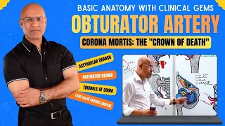 Obturator Artery | Corona Mortis | Anatomy, Branches & Clinical Significance