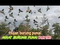 Download Lagu mulut burung punai dapat banyak!! panen burung punai