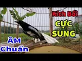 Download Lagu Choè than hót đấu giọng rừng CỰC SUNG Chòe Than Hót Giọng Rừng Kích Trống Căng Lửa hót | choe than