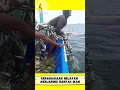 Download Lagu Jaring Banyak Ikan Di Laut #shortvideo #shortsvideo #shorts #short #shortvideo #shortsfeed #youtube