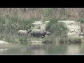 Download Lagu Rhino with her baby at Bardiya national park