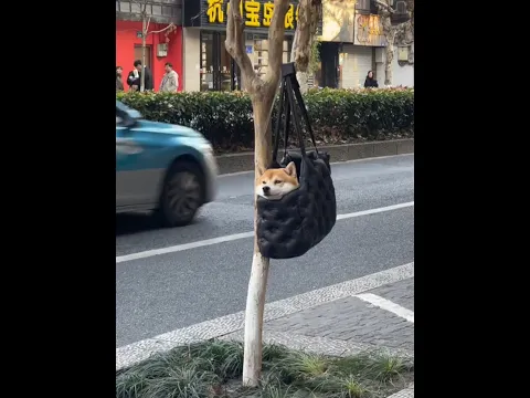 🇨🇳 袋子里的柴犬,安静地等待主人 🇬🇧 A Shiba Inu Waiting Patiently in a Bag
