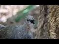 Download Lagu Kicau si burung pintar lyrebird 1001 suara..