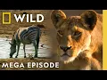 Download Lagu Deadly Grudges \u0026 Sworn Enemies | Animal Fight Night | Season 1 MEGA Episode | Nat Geo Animals