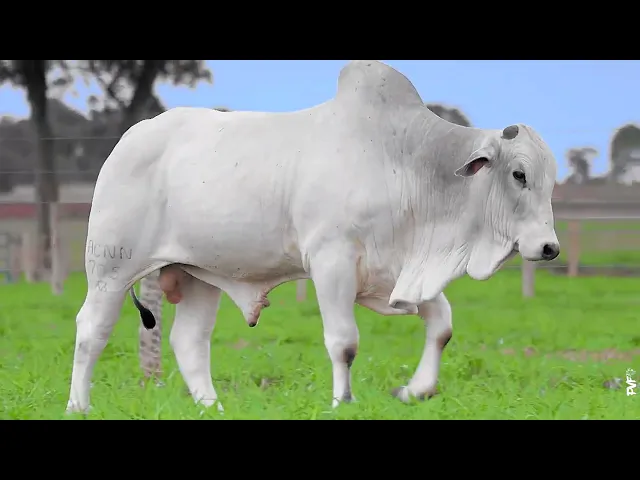 Touro Nelore ACNN - 705