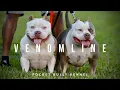 POCKET AMERICAN BULLY KENNELS VENOMLINE