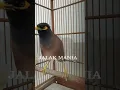 Jalak Nias Betina Gacor Memanggil Jantan