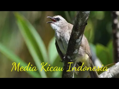 Download MP3 suara trucukan ropel jernih // download suara pancingan burung trucukan mp3