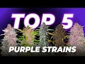 Top 5 Purple Autoflowering Cannabis Strains Fast Buds