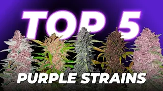 Top 5 Purple Autoflowering Cannabis Strains Fast Buds