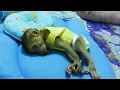 Download Lagu Actions Of Monkey Dodo Sleeping At Mid-Night, Dodo Sleep Very Messy