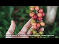 Fair Trade Coffee Farming Part I