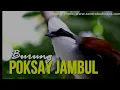 Download Lagu suara pikat poksai Haji (jambul), cocok untuk teman2 yang suka mikat ke hutan