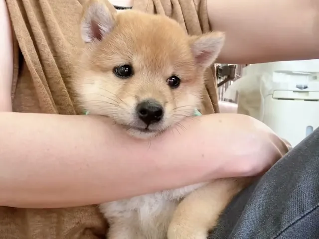 動画