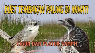 cigun dan platuk sampit masteran yang banyak di cari