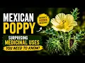 Ancient Medicinal Uses of Mexican Poppy That Still Matter Today Earth s Medicine