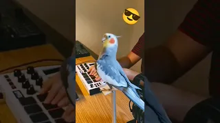 كروان يغني راب كروان Cockatiel 