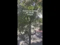 Strong winds blowing through Downtown Dallas
