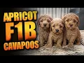 Pam Had Puppies Do You Want One
