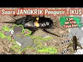 Download Lagu Bukan Main Suara Jangkrik Pengusir Tikus , TERBUKTI AMPUH..!! || Tanpa Iklan