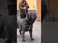 Agressive Napoleon Mastiff