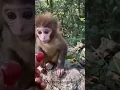 Download Lagu short video#vellinakshathram#vellinakshathrammiviesong#babyvidhya#kukkurukukku#malayalamsong#monkeys