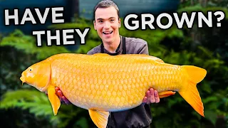 Catching and Measuring My Giant Pet Koi